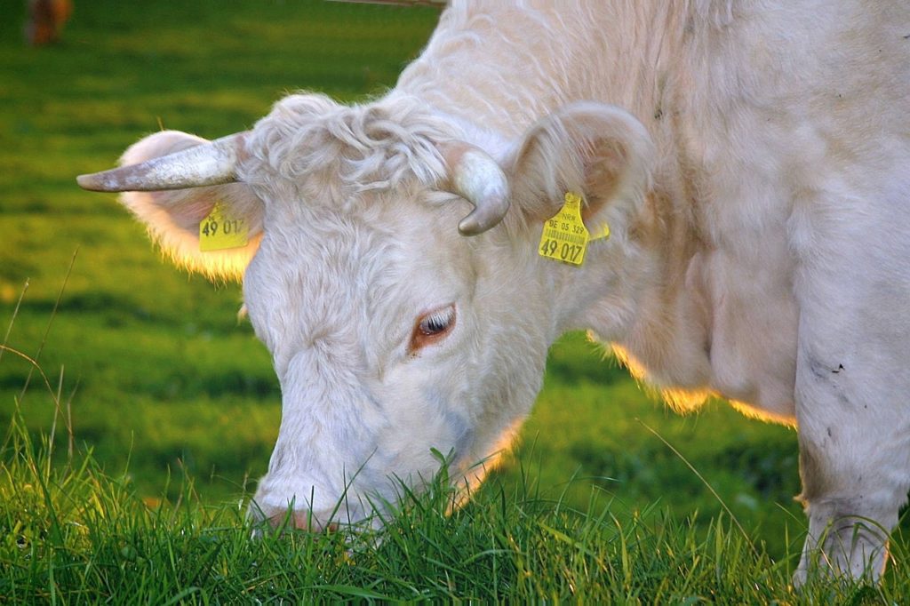 Dairy Farming is a Biological System,  cow firming is best way to get benefit