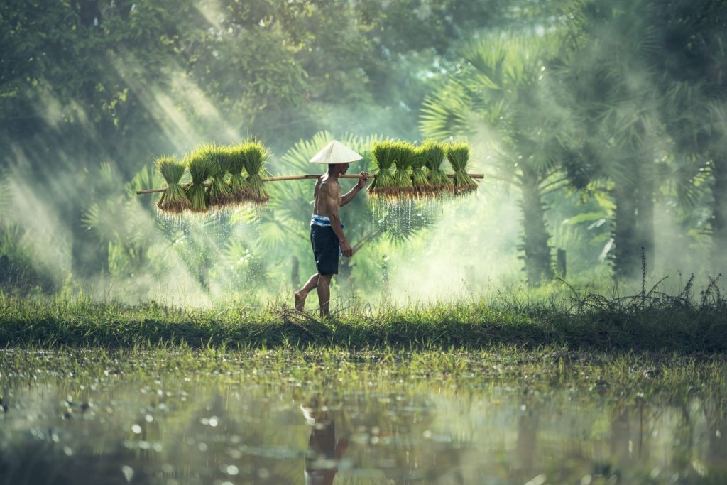 Rains trigger paddy sowing, farmers worry yield quality