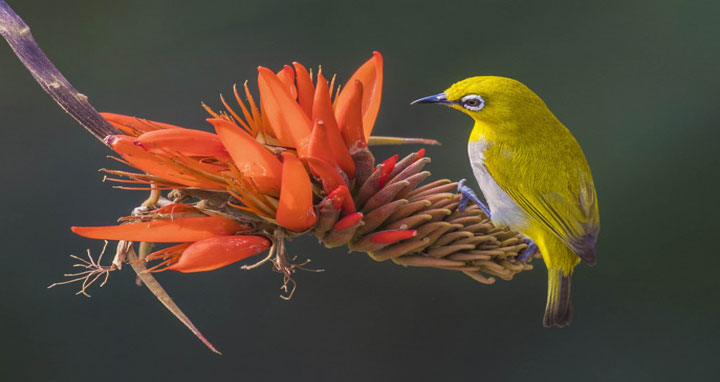 আজ পহেলা ফাল্গুন ও বিশ্ব ভালোবাসা দিবস