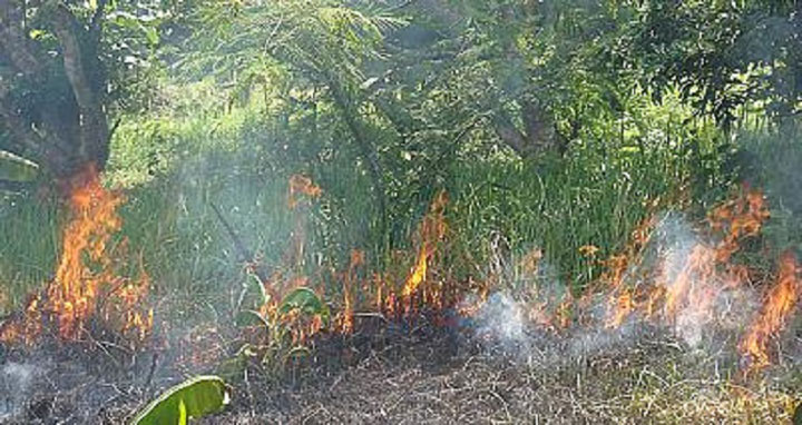 সুন্দরবনে আগুন