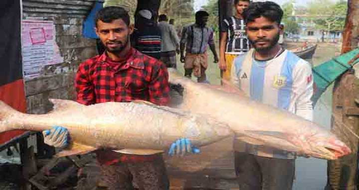 জেলের জালে ধরা পড়েছে ২০ লাখ টাকার লাক্ষা মাছ