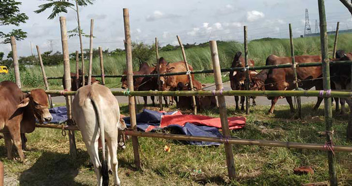 আফতাবনগরে গরুর হাট বসানো যাবে না : আপিল বিভাগ